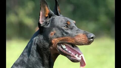 Девушка выгуливала собаку в сквере, когда встретилась с Сергеем Зверевым