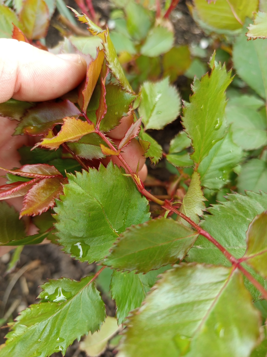 Слепой побег на розе на конце нет бутона🤷‍♀️, отсутствует точка роста