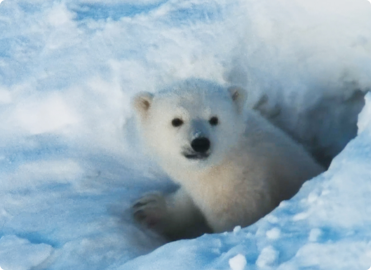 Кадр фильма «Полярная история»
