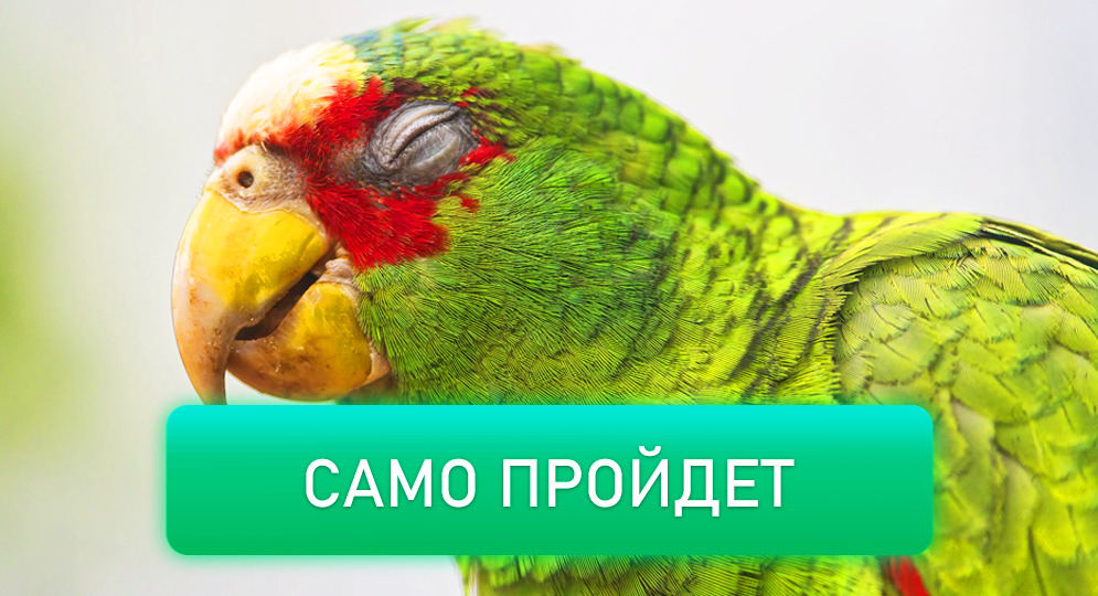 Почему лечить попугая — это настоящий квест? 🏥🦜5 причин, с которыми сталкивается каждый владелец 😰