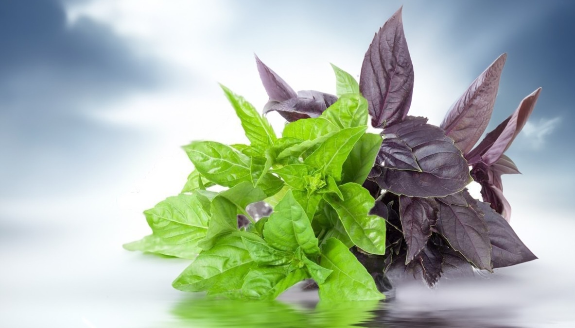 Базилик. Сажать или не сажать