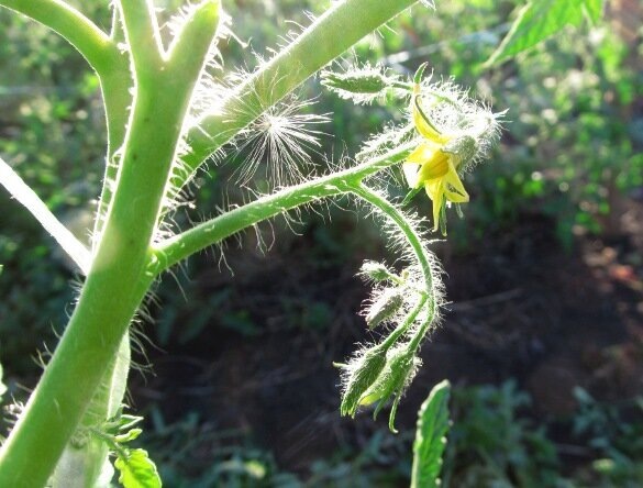 Посадка томатов: что не любит томат “в лунку”: 3 подкормки - и жирует, вершинка приходит и урожай низкий. Нелюбимые удобрения