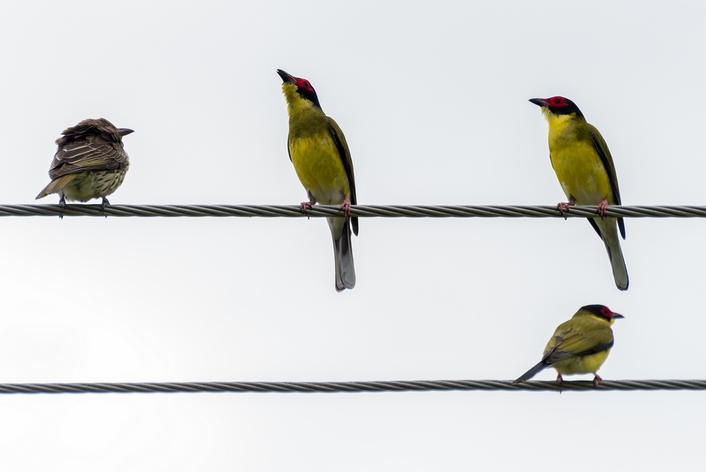 Пичуги на проводах, апартаменты "Клифтон-Сэндз", Клифтон-Бич, Квинслэнд, Австралия; фото (как и следующие) взяты из домашнего архива