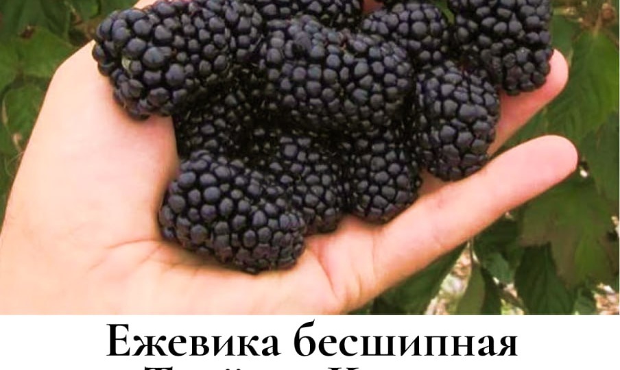 6 лучших сортов бесшипной ежевики для вашего сада