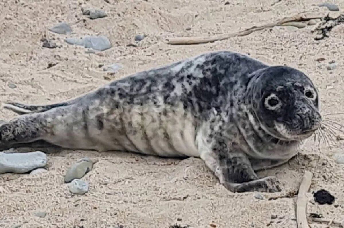    Раненого детёныша нерпы спасли на Сахалине