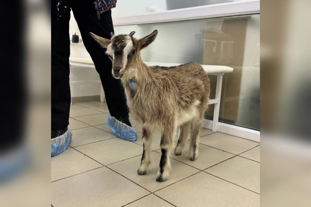    Фото: ветеринарная клиника «Друг» Алена Калашникова