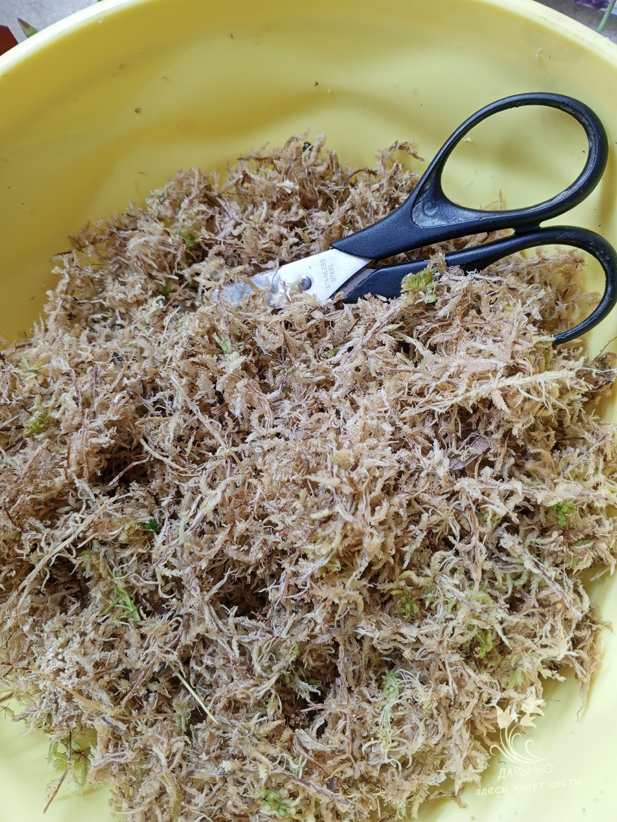 Свежий мох сфагнум