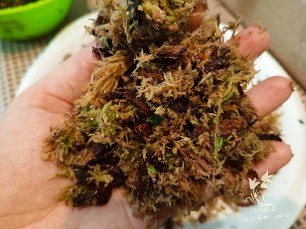 Сфагнум в смеси с сосновой корой хорош для, укоренения фикусов, аглаонем и др.