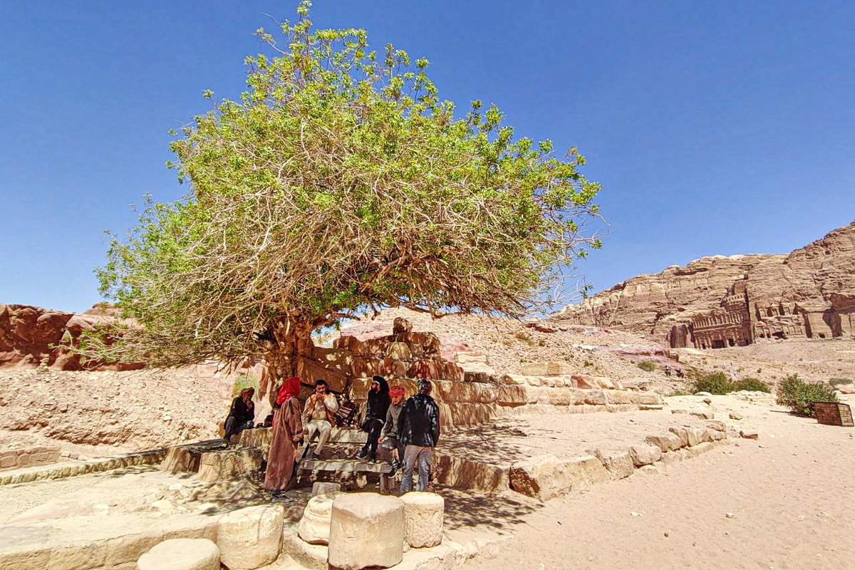 Та самая фисташка, которой 450 лет. А обломки колонн утащило ниже водой