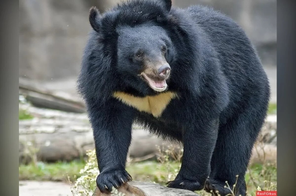    Медведь напал на сборщика дикоросов в Хабаровском крае