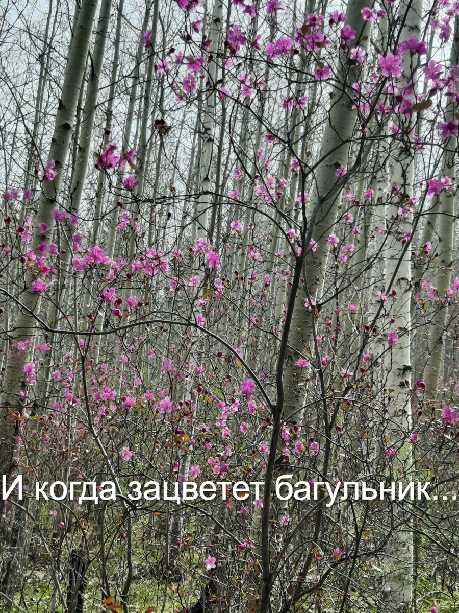 Изображение сгенерировано нейросетью Шедеврум.