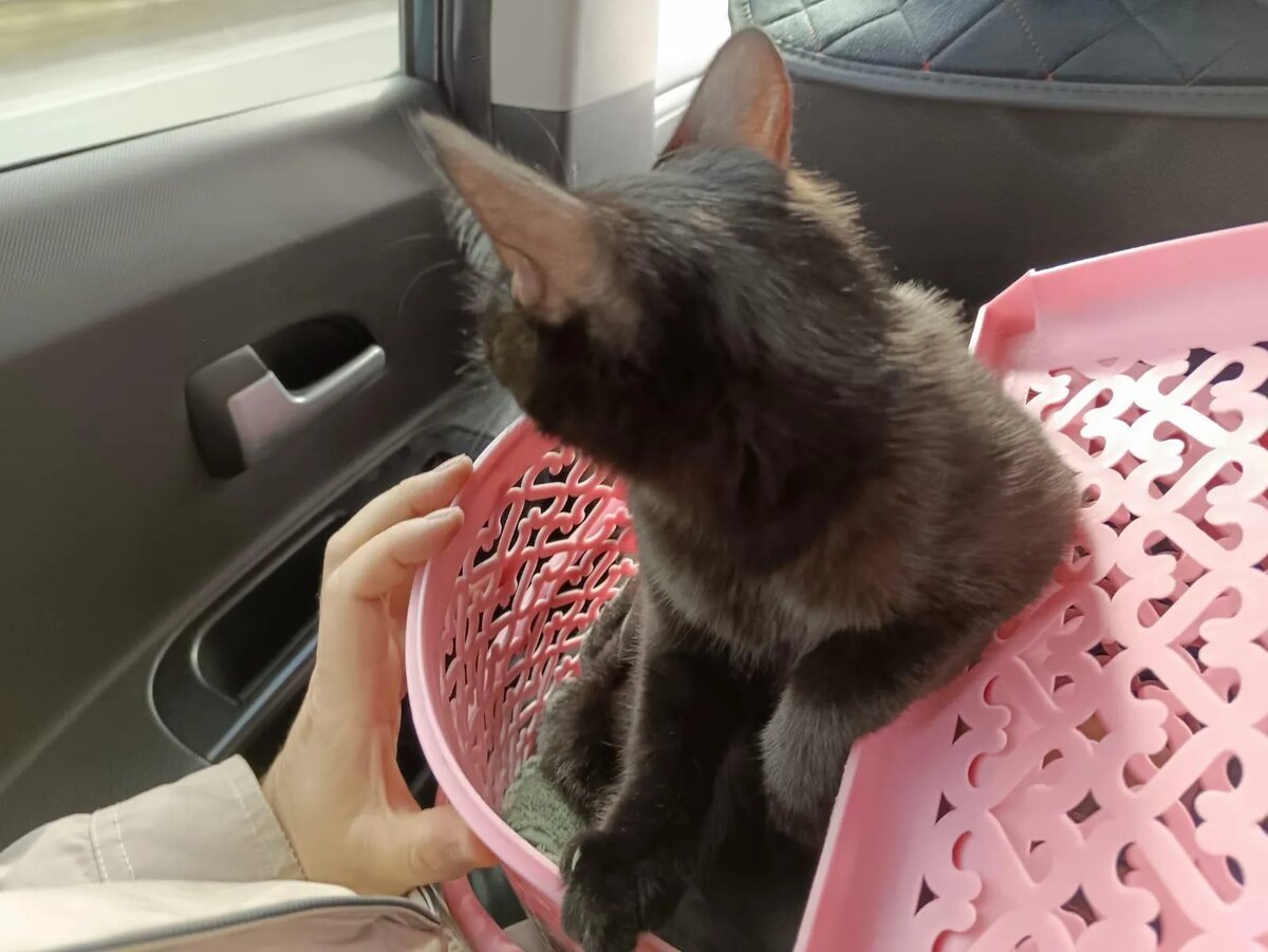 Лизка в пути