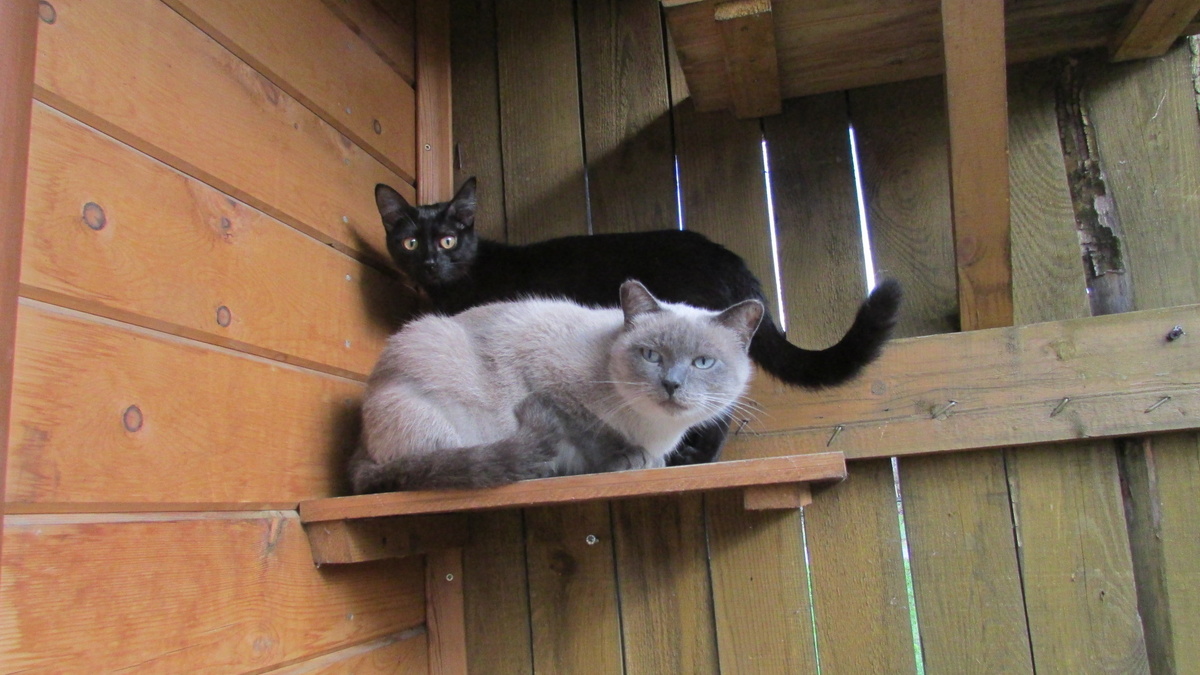 Сима и Лизка