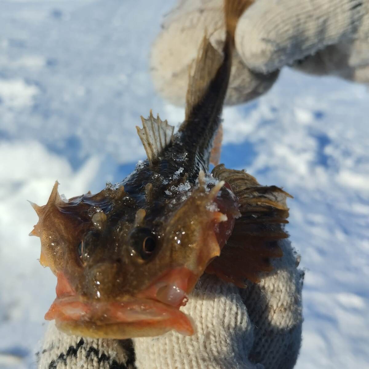  Я не злая! Просто от холода скрючило!