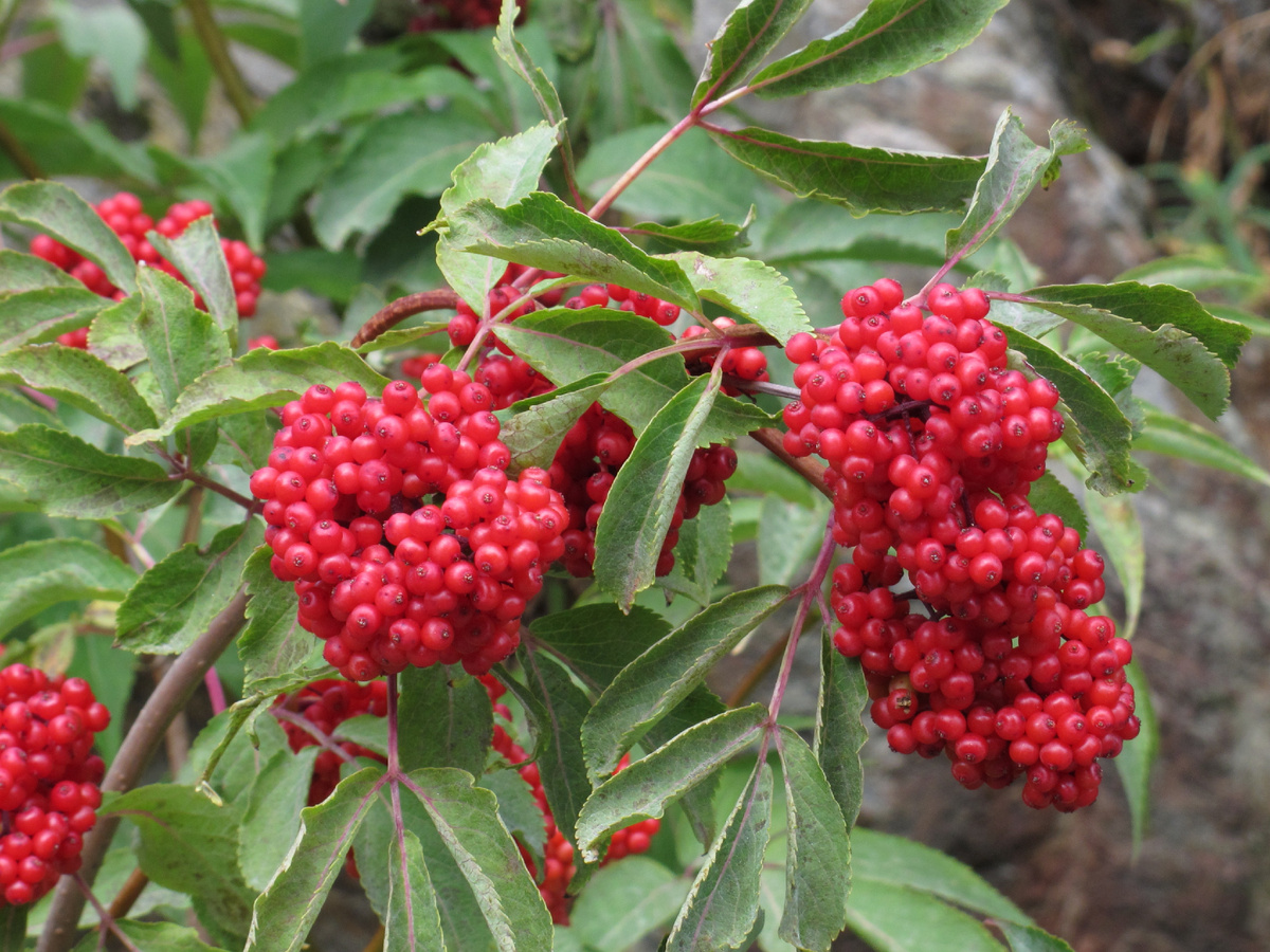 Плоды бузины красной. Не съедобные, но очень красивые. Фото: sl.aliexpress.ru