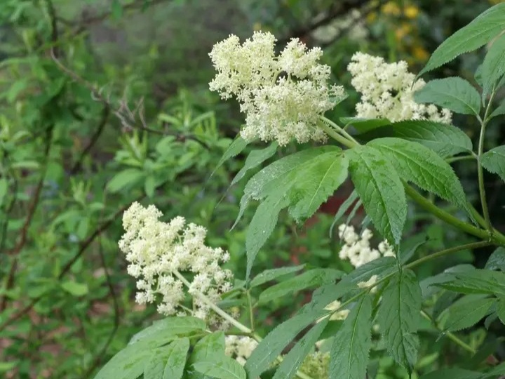 Соцветия бузины красной. Фото: Karlie Del Biondo