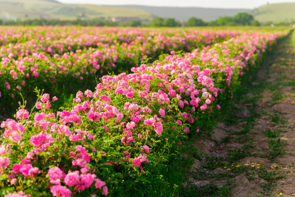 Все сорта роз можно купить в нашем интернет магазин – rozarium.biz