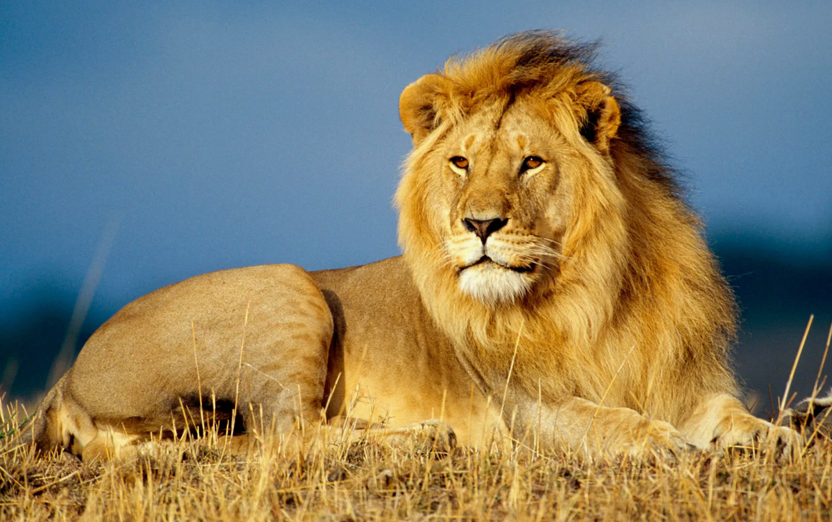 У львов есть «запись на рёв», слышимая за 8 километров
Львиный рёв — это не просто крик. Это акустическое оружие. Его частоты, в том числе инфразвуковые, проходят сквозь кустарники и саванну, как ударная волна. Лев ревёт, чтобы заявить: «Это моя территория, держитесь подальше!» Причём рёв — индивидуальный, как голос или отпечаток пальца. По нему львы узнают своих, а чужаки — уносят лапы.
Некоторые учёные считают, что львиный рёв может воздействовать и на людей — вызывать чувство тревоги на уровне инстинкта, как грохот грозы или далёкое землетрясение.