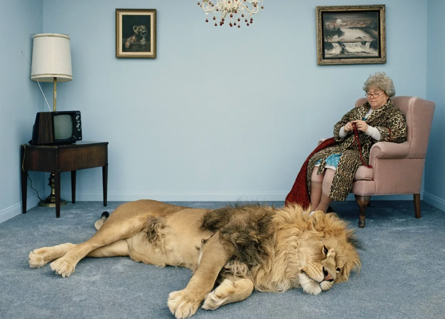 Лев — единственная по-настоящему «социальная» кошка
Все кошки — одиночки? Не лев. Эти хищники — единственные в семействе, кто живёт и охотится в организованных группах — прайдах. Это настоящая кошачья стая: самки — родственницы, дяди, племянники, няни, охотницы, матеря. А вот самцы — временные гости: пришёл, завоевал, породил, а через пару лет его скинули, как старого короля.
Самки остаются на своей земле до конца жизни, а самцы кочуют. Бравая армия матриархата!