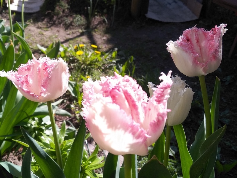 Бахромчатые тюльпаны «Галери»