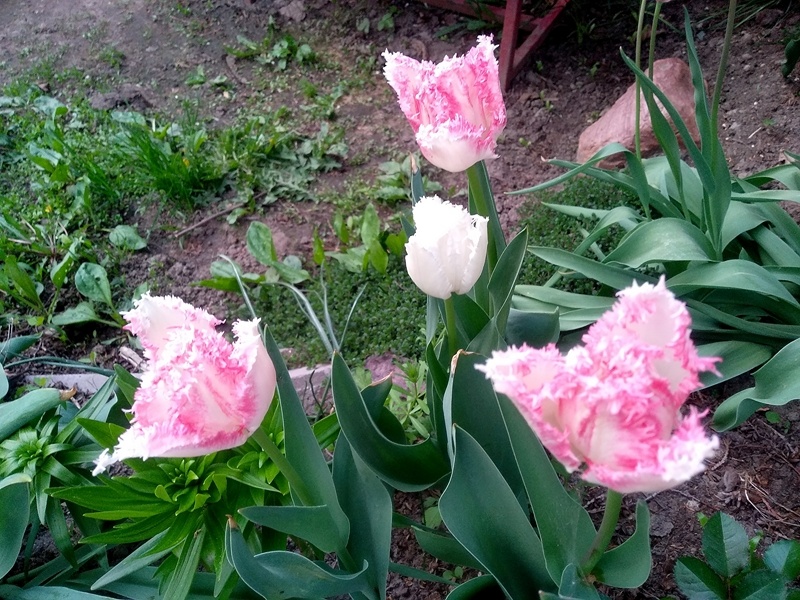 С другого ракурса. Хорошо видна разница в окраске