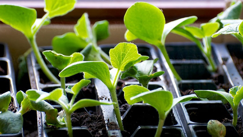 Проращиваю кабачки новым способом