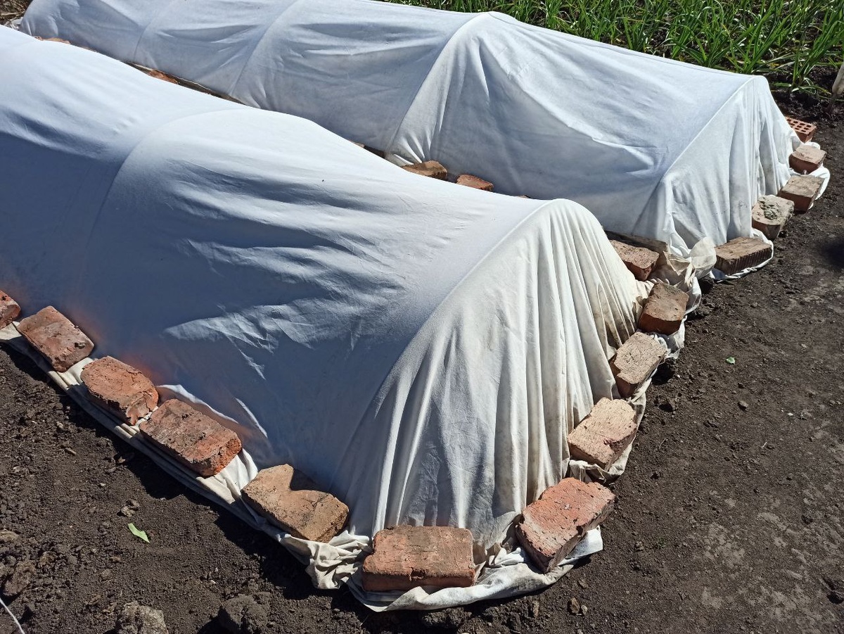 Эта нетканка натянута на дуги из стального проката. Под укрытием – рассада томатов. В открытый грунт мы начинаем высаживать ее сразу после майских праздников, а заморозки бывают до конца весны. Фото: Алексей Врлодихин