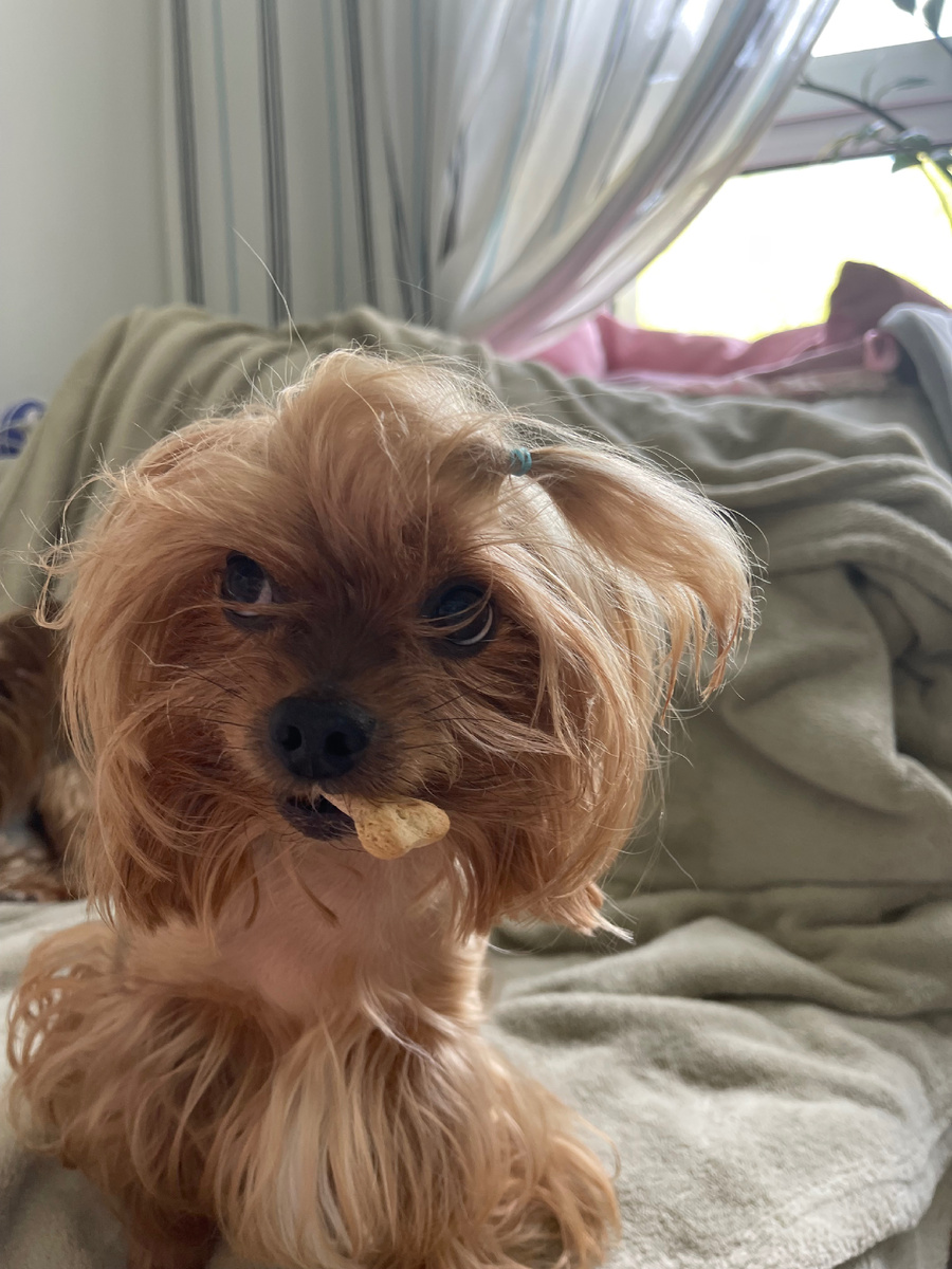 Его звали звали Никуша. Он родился 19.02.2010, умер 7.05.25 после стрижки в салоне