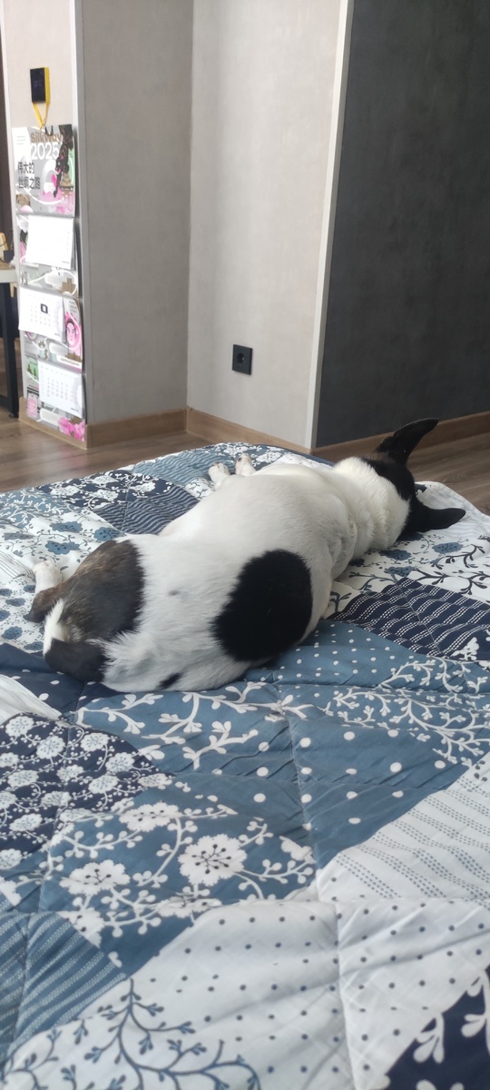 Боня отдыхает 