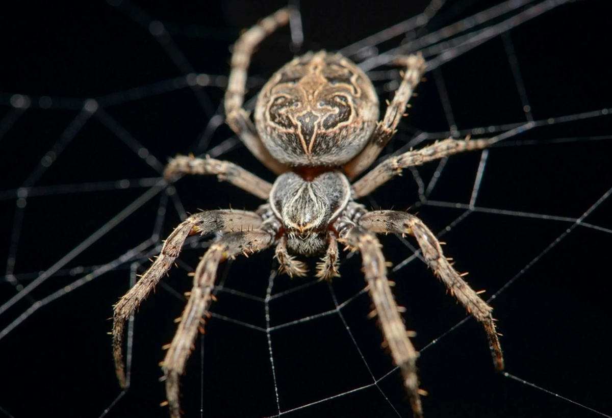 Вам может быть интересно
Крестовик Сибирский паук