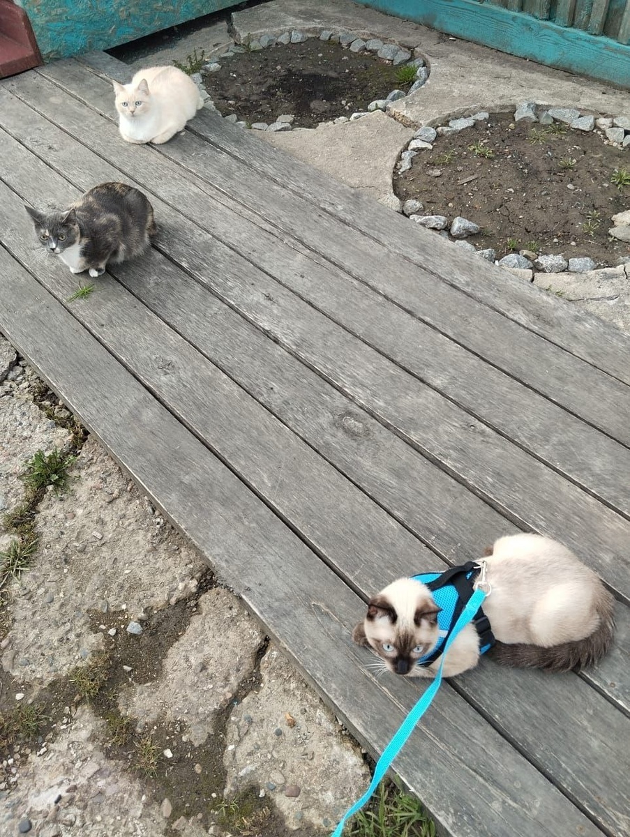 Симон успел завести знакомства с местными усатыми собратьями, наслаждаясь свободой и свежим воздухом.