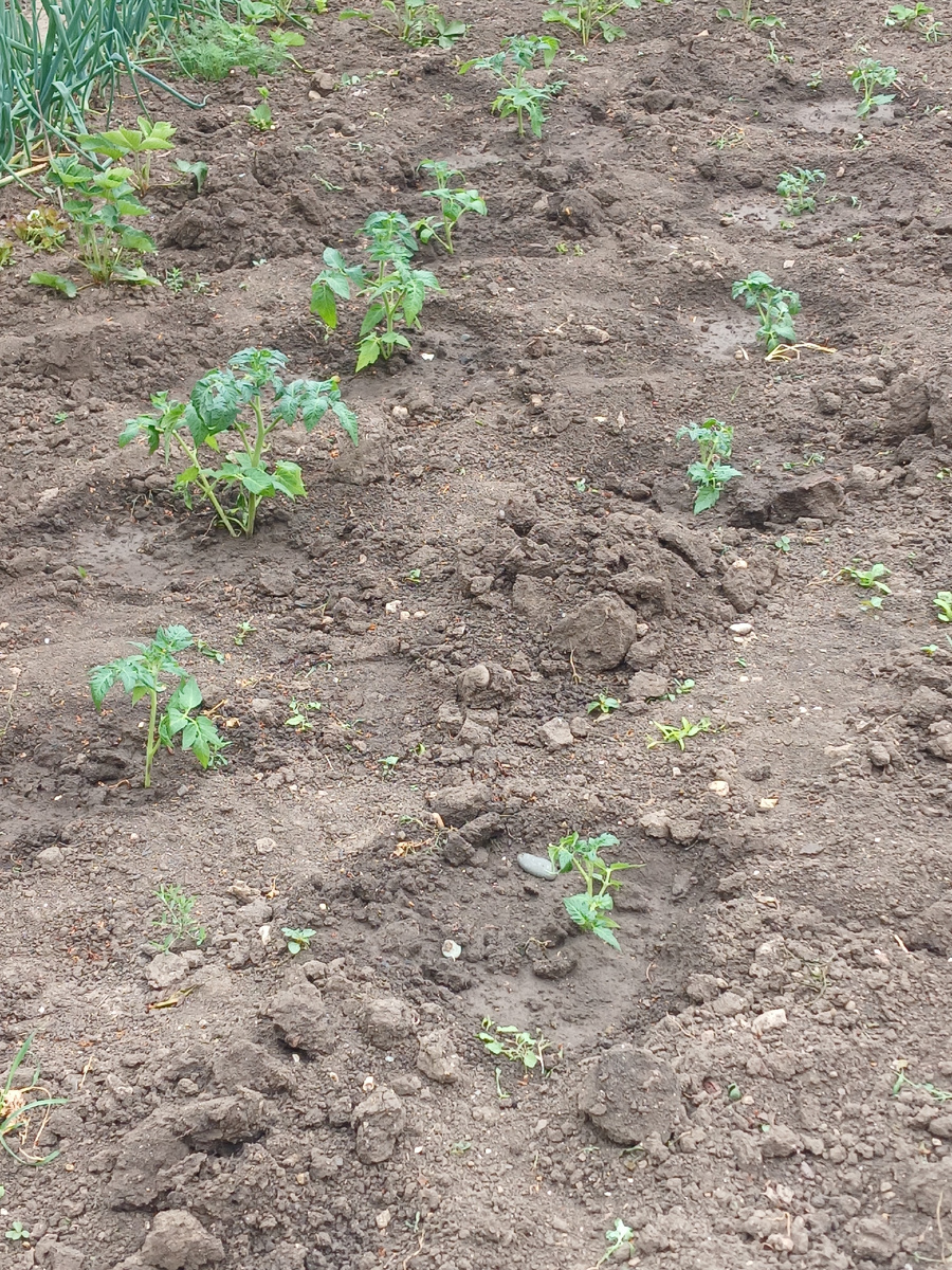 Моя выраженная рассада