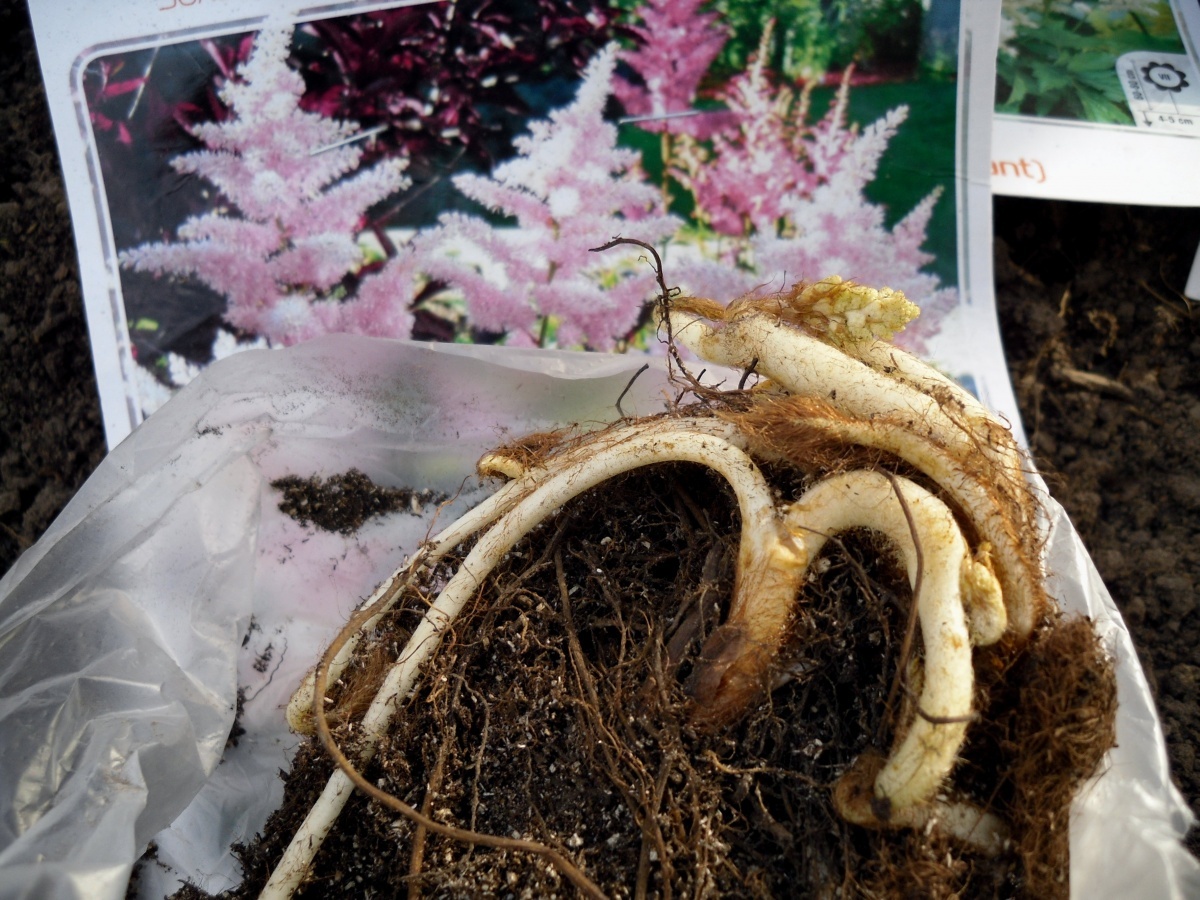    Так выглядит неудачный посадочный материал, фото автора