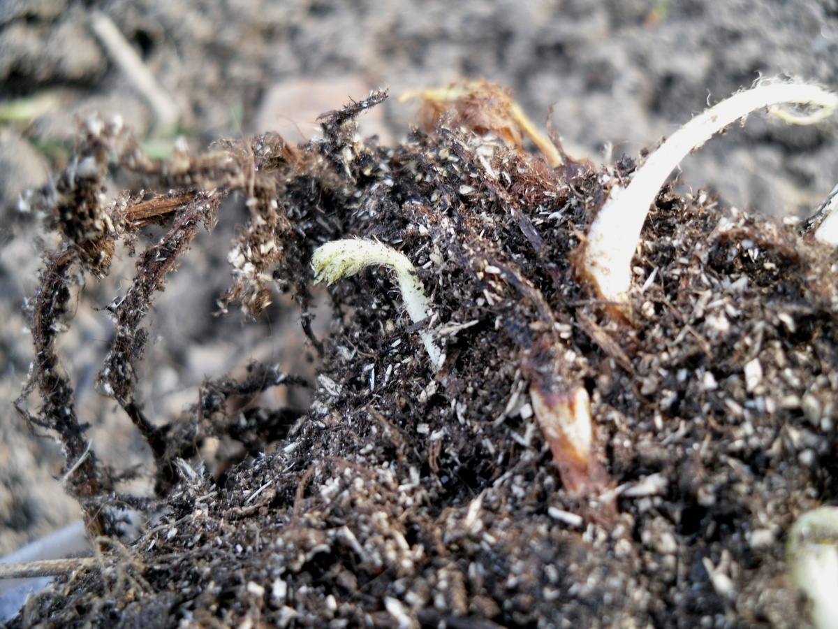    Корневище с небольшими ростками, фото автора