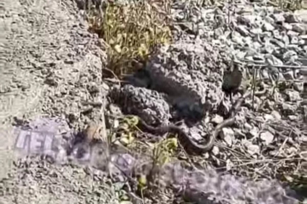    В социальных сетях некоторые пишут, что змея скорее всего выбралась из укромного местечка, чтобы погреться на солнышке