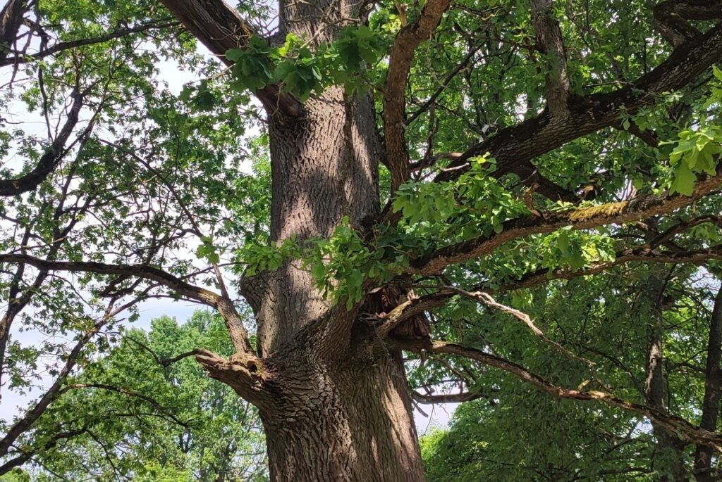    Фото: rosdrevo.ru Елена Воронцова