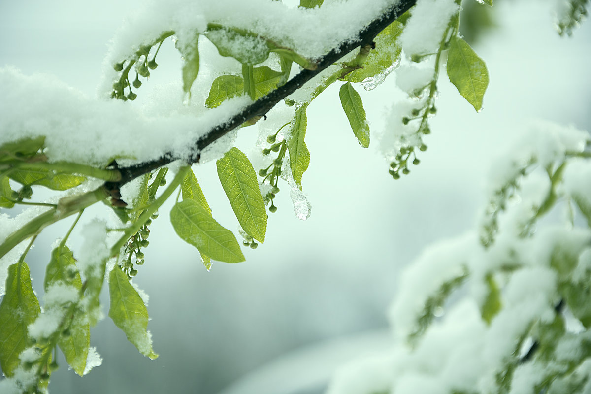 Неожиданно после жаркой Пасхи