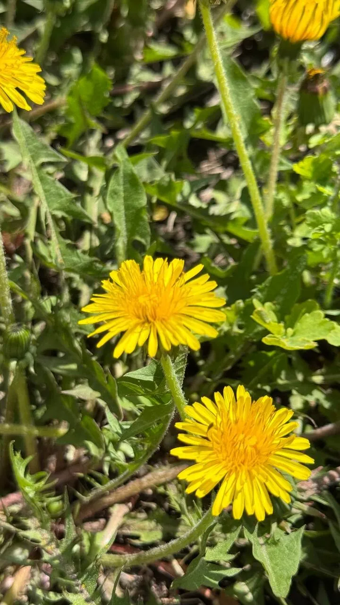 фотограф Фетиния Запольская