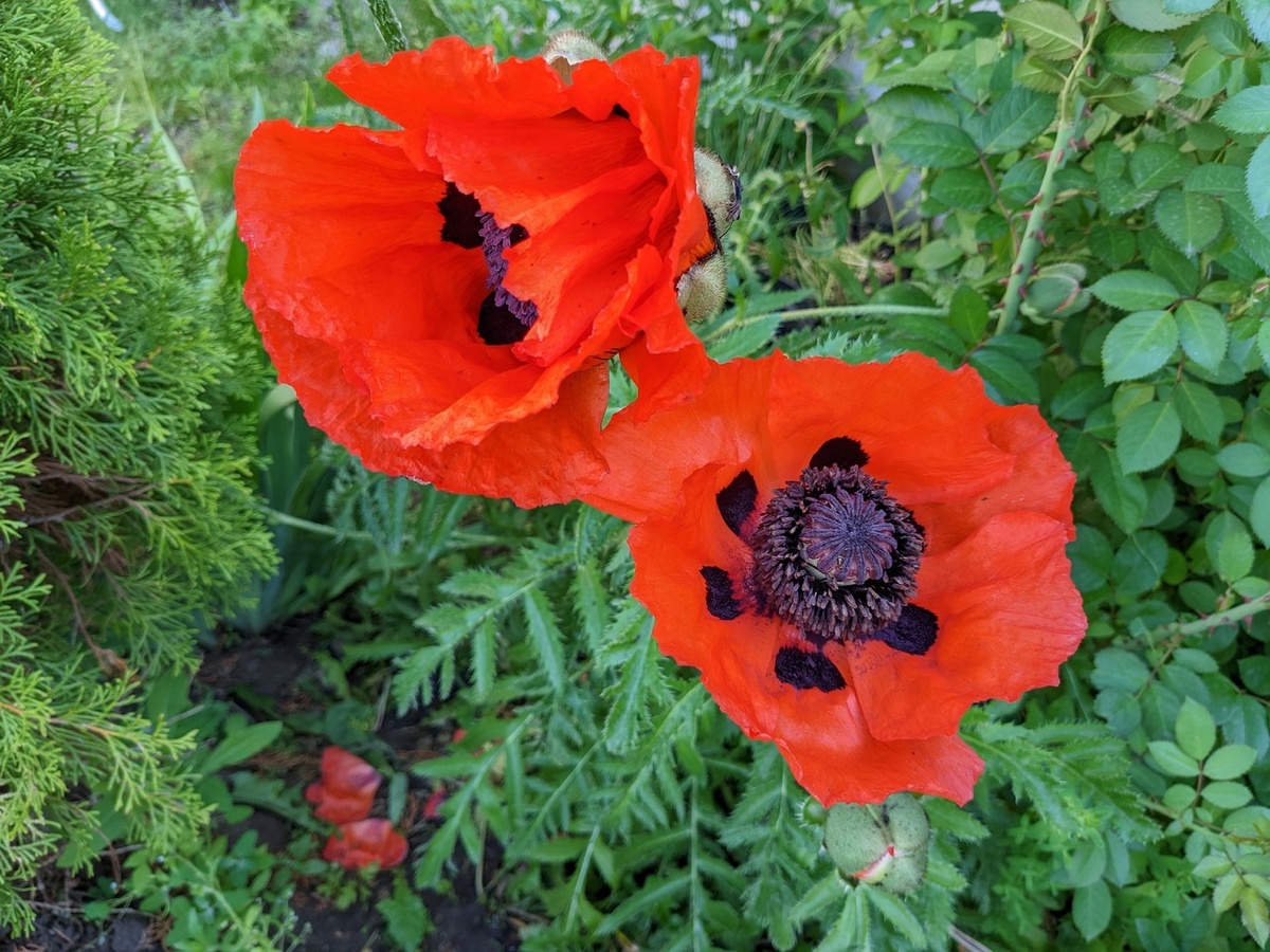 Мои маки восточные припрятаны от посторонних глаз и в обзор из-за забора не попадают