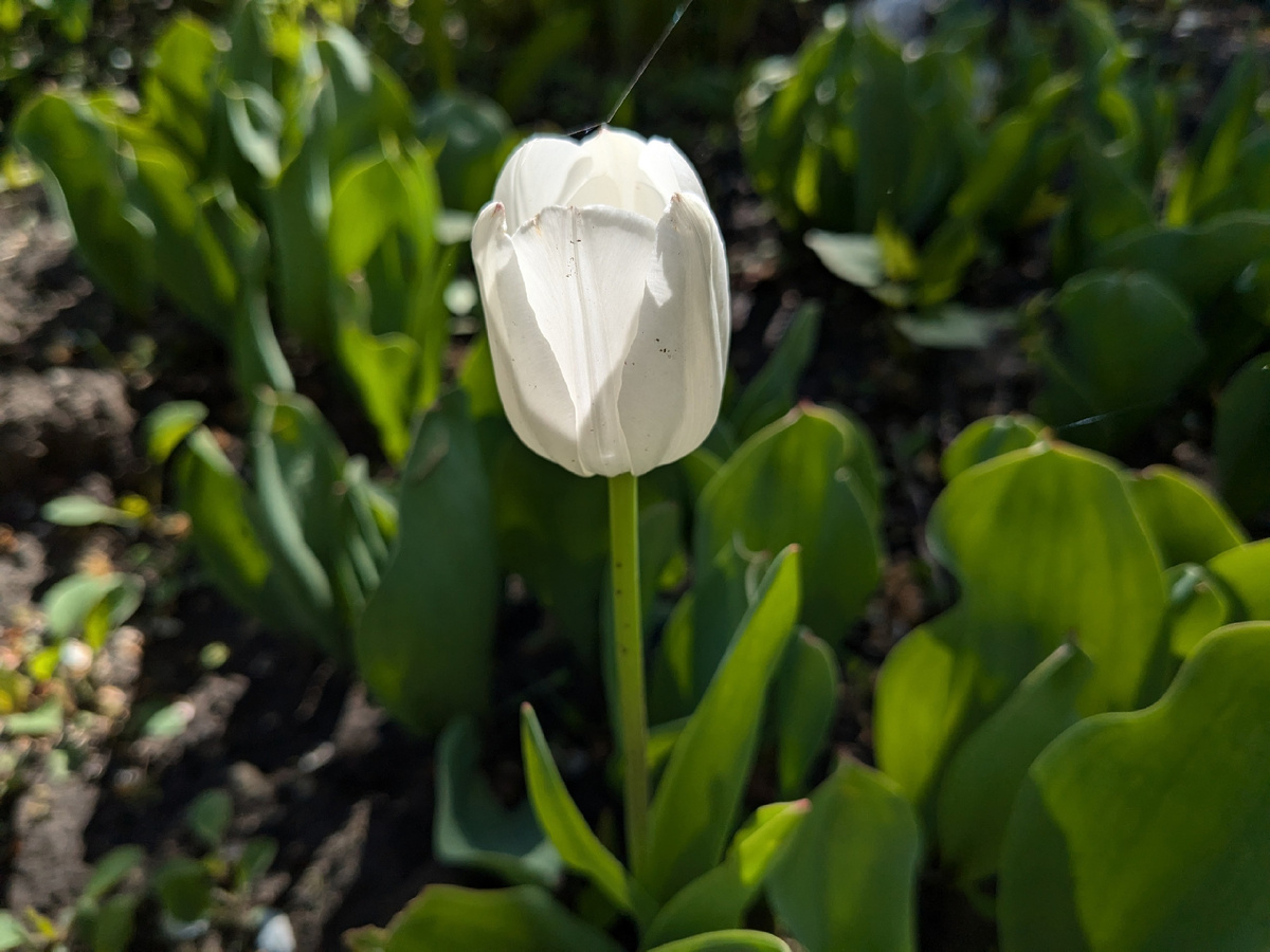 Тюльпан Royal Virgin