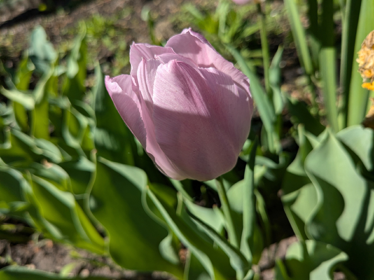 Тюльпан Gabriella