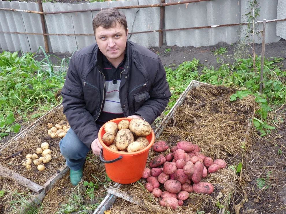 Картофель на даче фото Яндекс