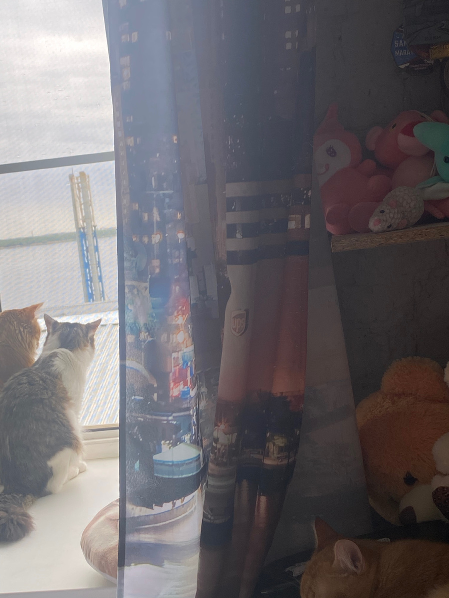 и котишки 😺😺