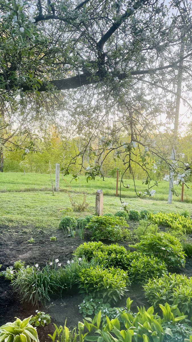 Вид из окна. В деревне