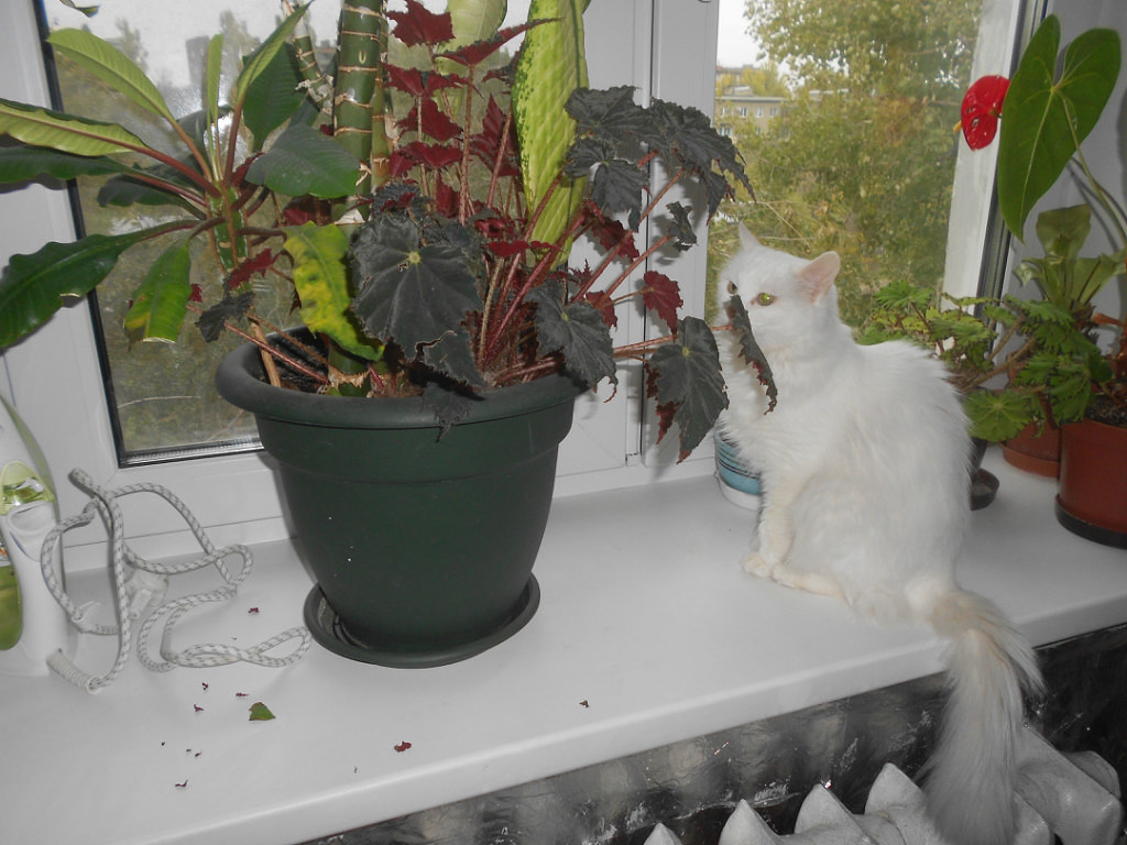 Бегония Чёрный бархат и кошечка Муза - любительница пожевать мои растения, даже ядовитые. На подоконнике как раз огрызки бегонии.