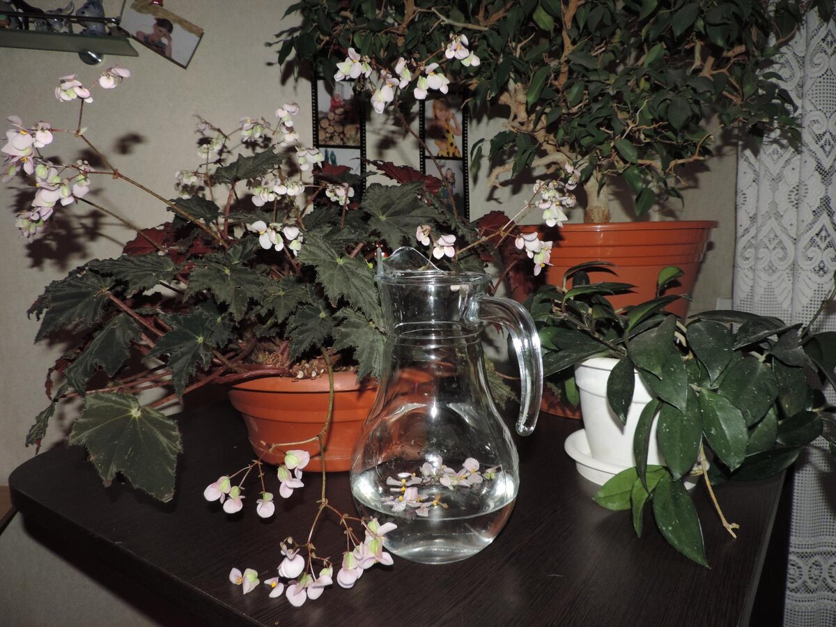 Бегония Чёрный бархат в цвету.