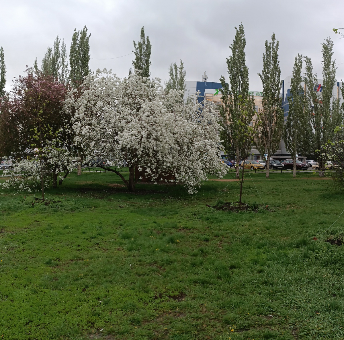 Где-то на просторах моего зацветающего города. Фотография автора, май 2025 года. 