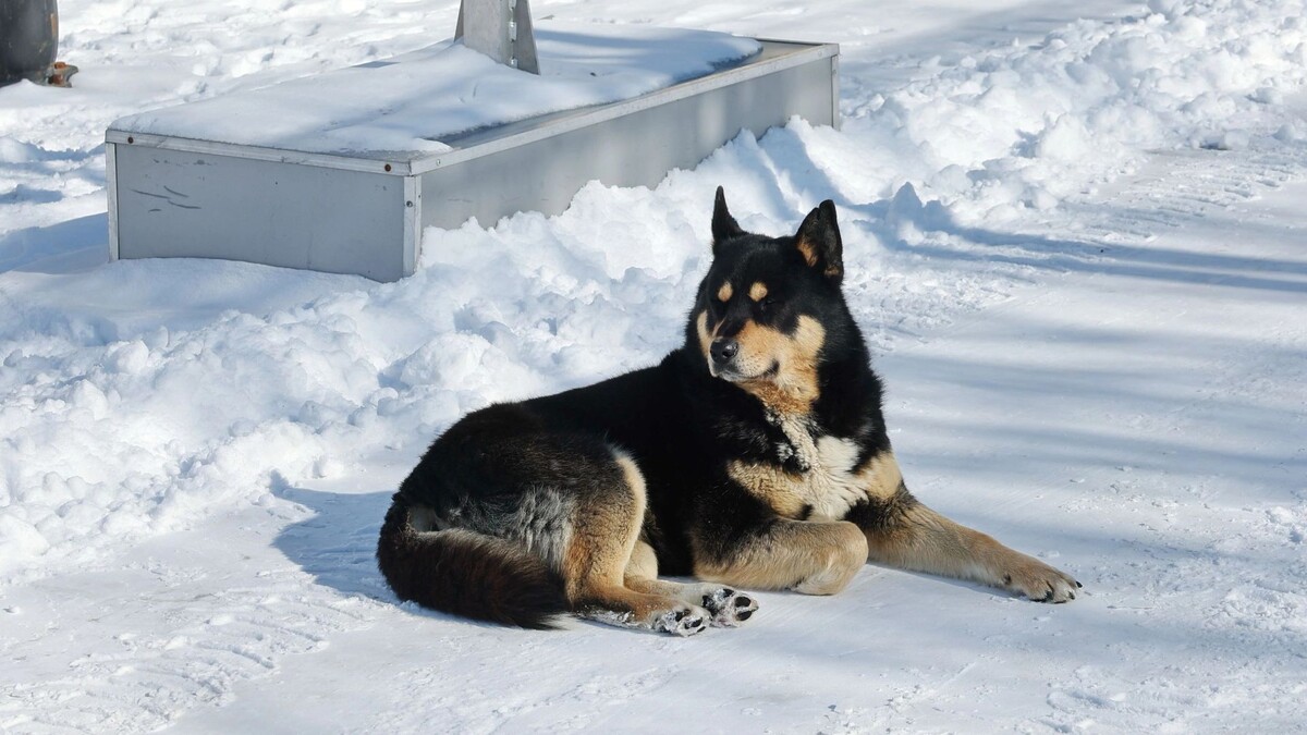    Фото: Андрей Ткачев/«Ямал-Медиа»