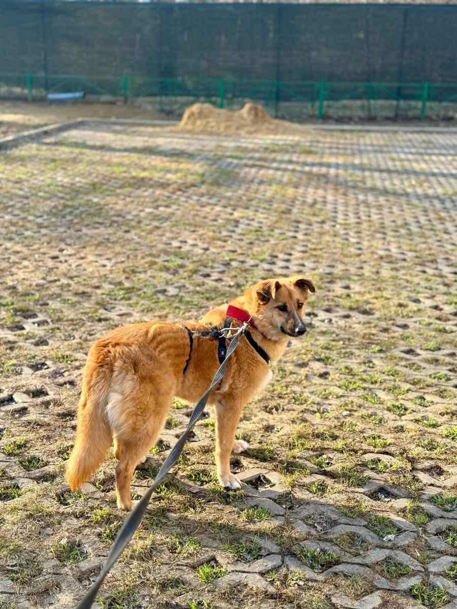 Если не знать про ее историю, сейчас уже никогда не догадаетесь, в каком состоянии Ладу привезли к нам.