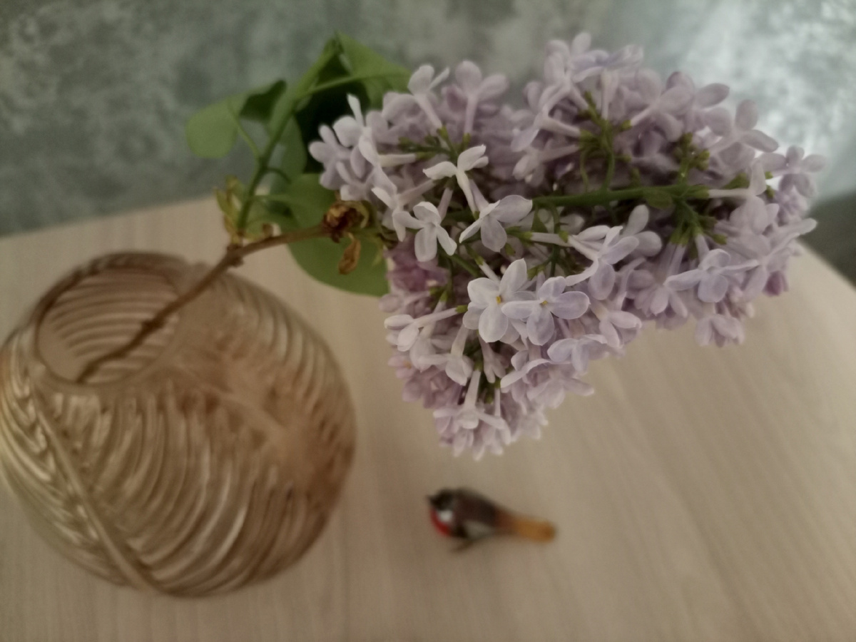 Люблю живые цветы дома